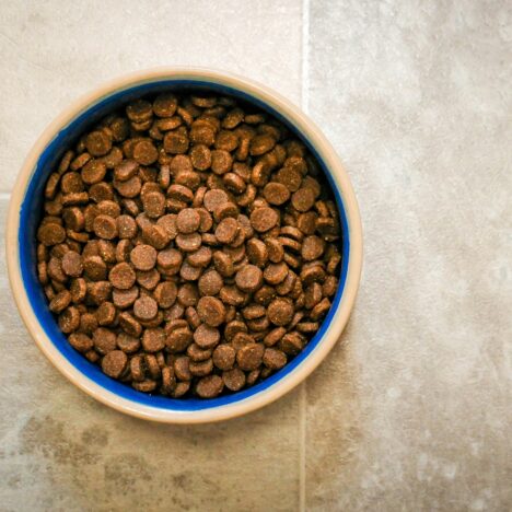 everyday spend like dog food can earn travel points