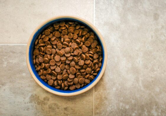 everyday spend like dog food can earn travel points